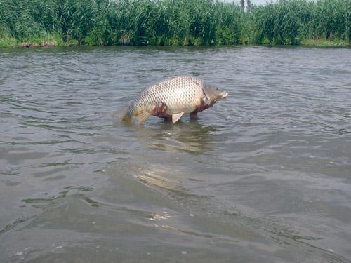 Diverse - atentielauleiuria588187.jpg